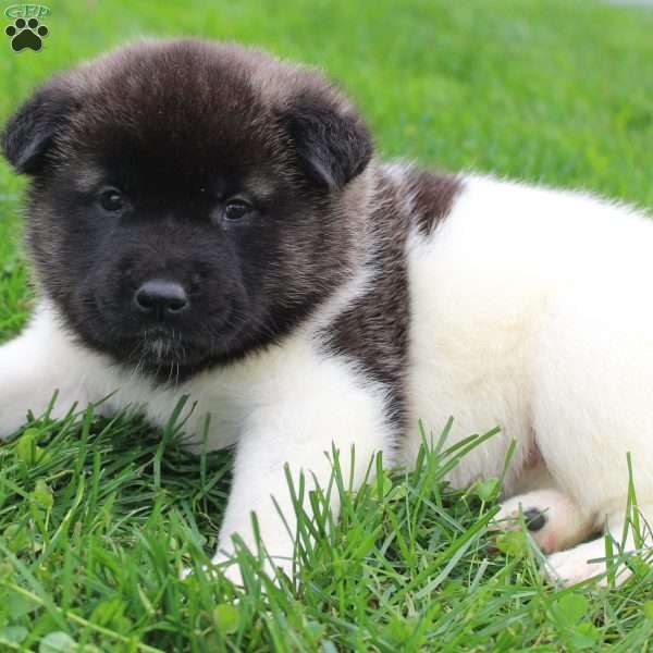 AKC Blossom, Akita Puppy